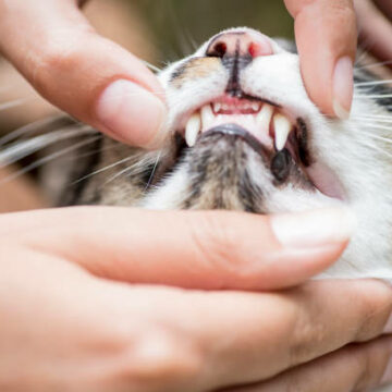 Cats Tooth Resorption